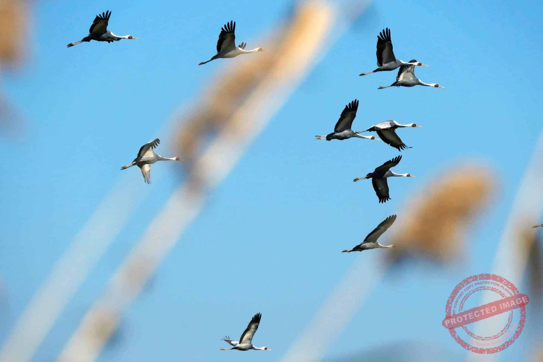 Korean cranes fly over the Civilian Control Zone in Cheorwon (January 2024).