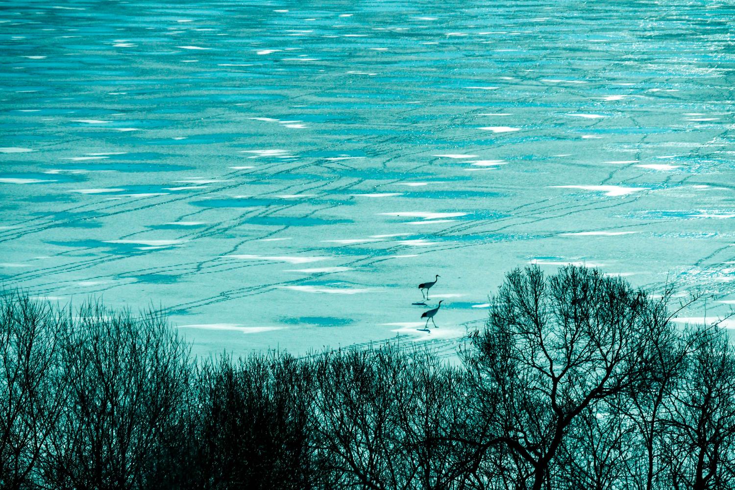 Korean cranes walk on a frozn lake near the DMZ in Cheorwon (January 2024).