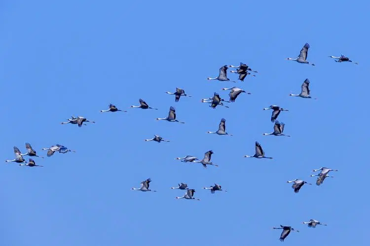 Cranes fly over the Civilian Control Zone in Cheorwon.