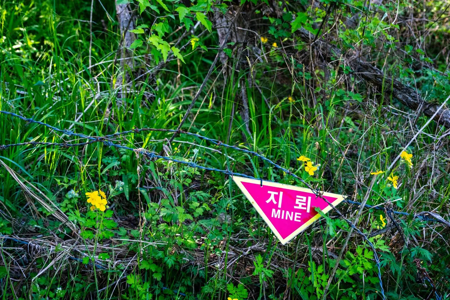cheorwon-mine-sign-minefield-flowers-2026 Minefield sign along the "Soisan Mountain Mine Flower Hiking Trail" in Cheorwon.