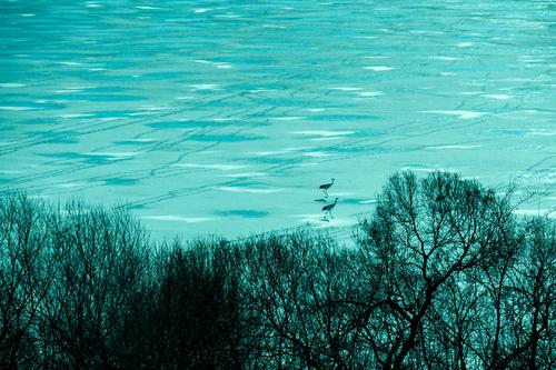 Cranes on a frozen lake in Cheorwon