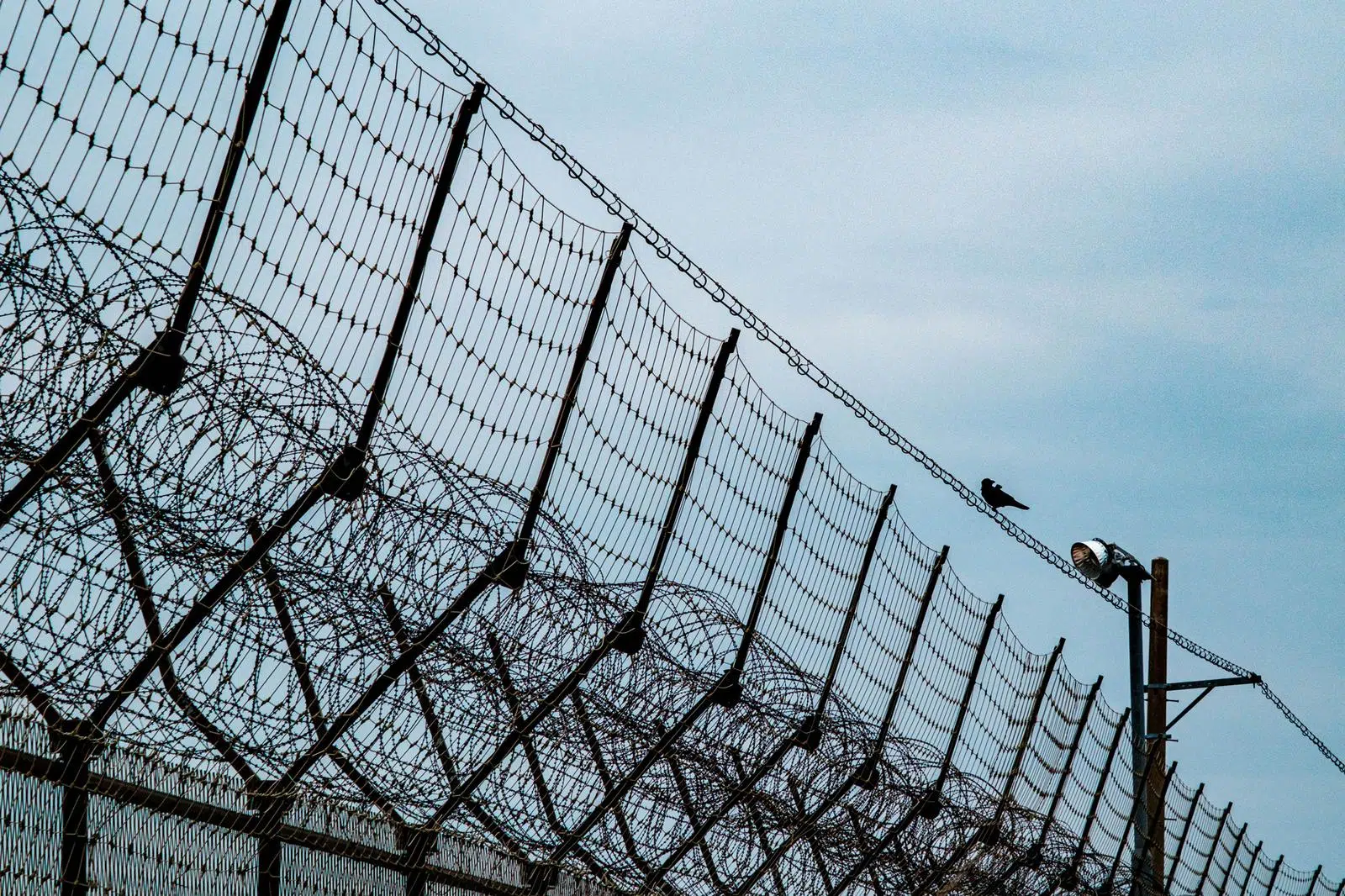 gyodong-island-fence-crow_optimized A crow sits on a South Korean border fence.