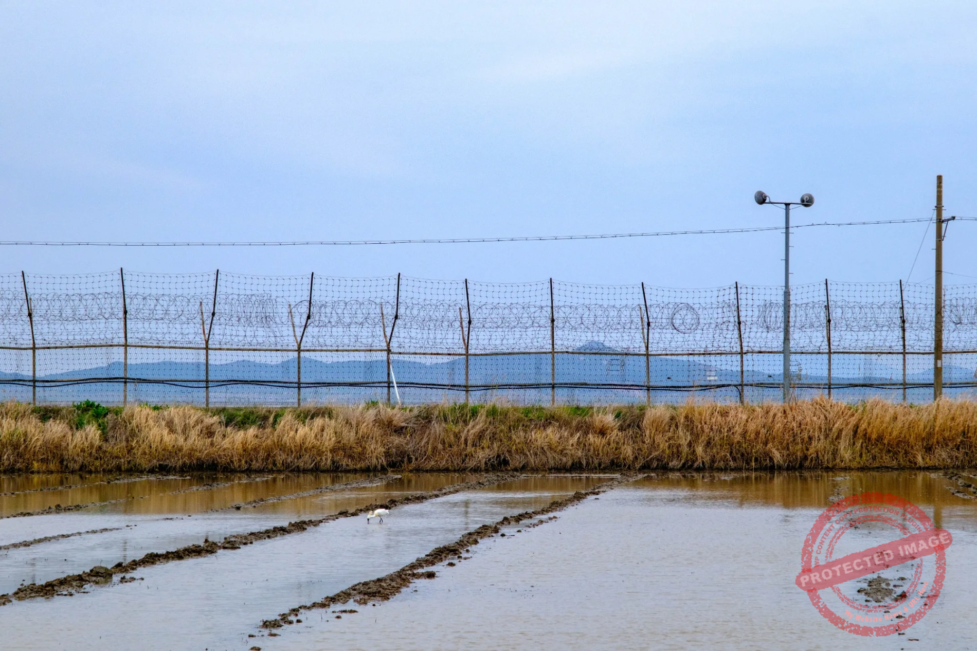 A black-faced spoonbill wanders in a flooded rice paddy next to the border fence in Gyodong Island (May 2025).