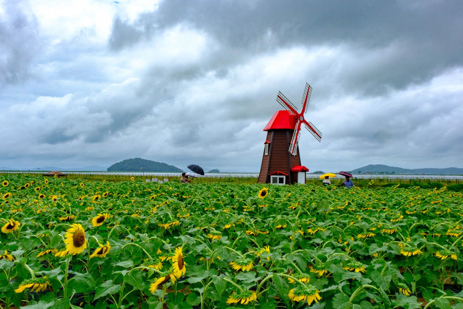 Nanjeong-ri Sunflower Garden on Gyodong Island, in the shadow of the North Korean mountains across the Han River Estuary (September 2025).