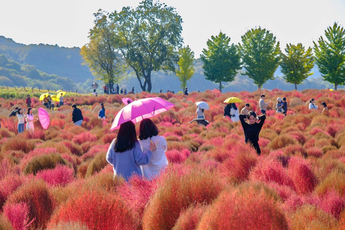 Visitors enjoy the Autumn colors at Imjin River Daepssari Park in Yeoncheon, at the edge of the Civilian Control Line (October 2024).