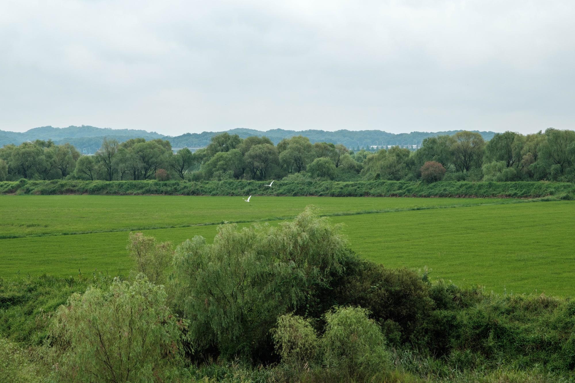 janghang-wetland-goyang-august-2026 The Janghang Wetland in Goyang.