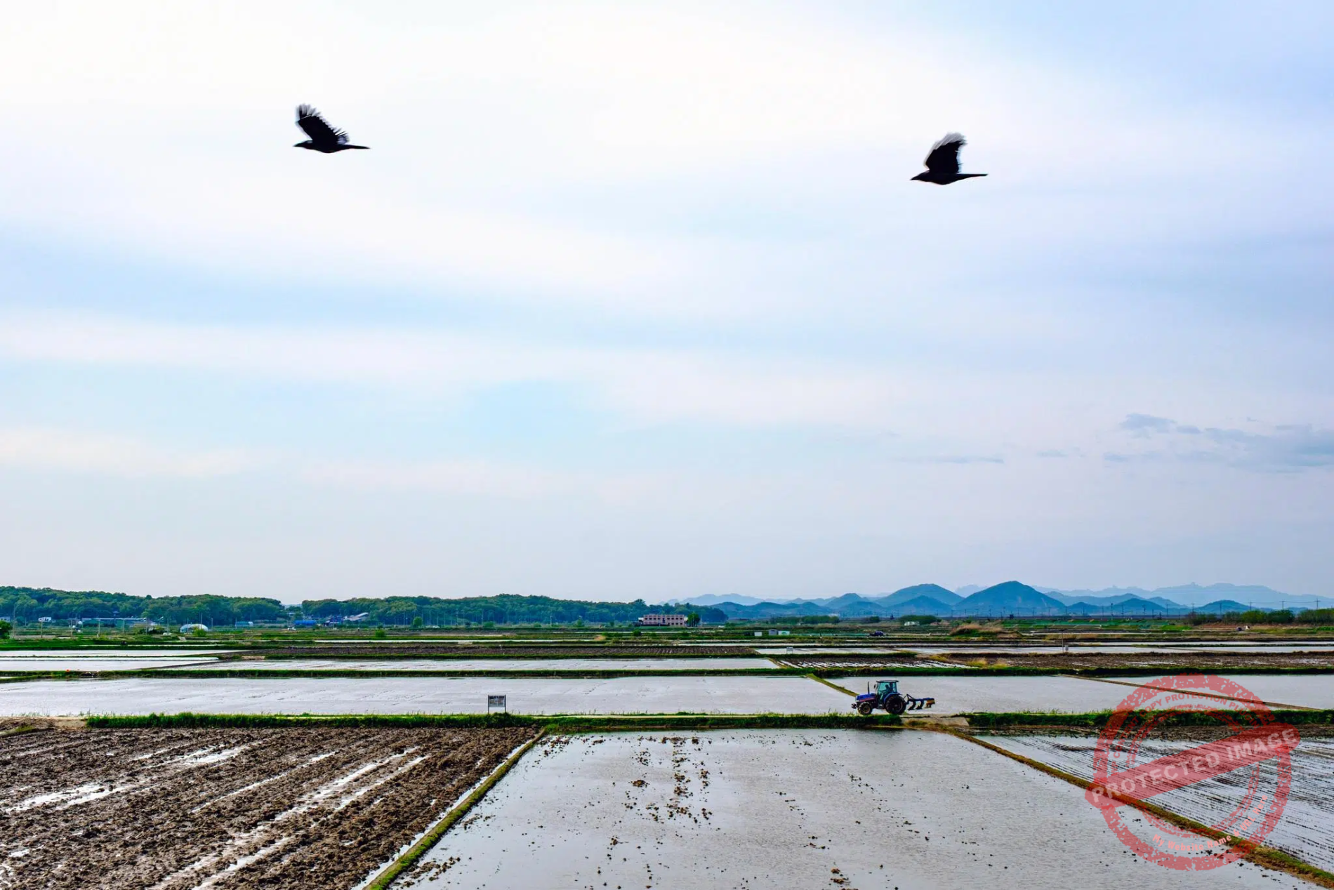jogang-gimpo-siam-ri-wetland The Siam-ri Wetland in the northern tip of the Gimpo Peninsula, with the North Korean mountains in the background (May 2025).