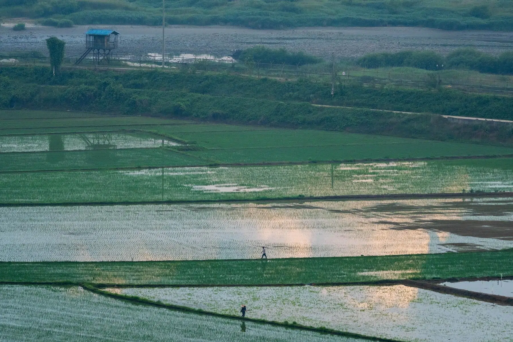 paju-ccz-imjingang-landscape-korea Rice fields along the Civilian Control Line (CCL) in Paju (June 2026).